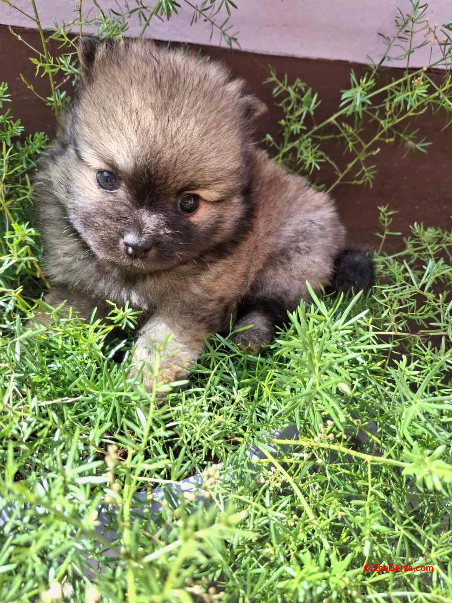 Nemački špic pomeranskog tipa