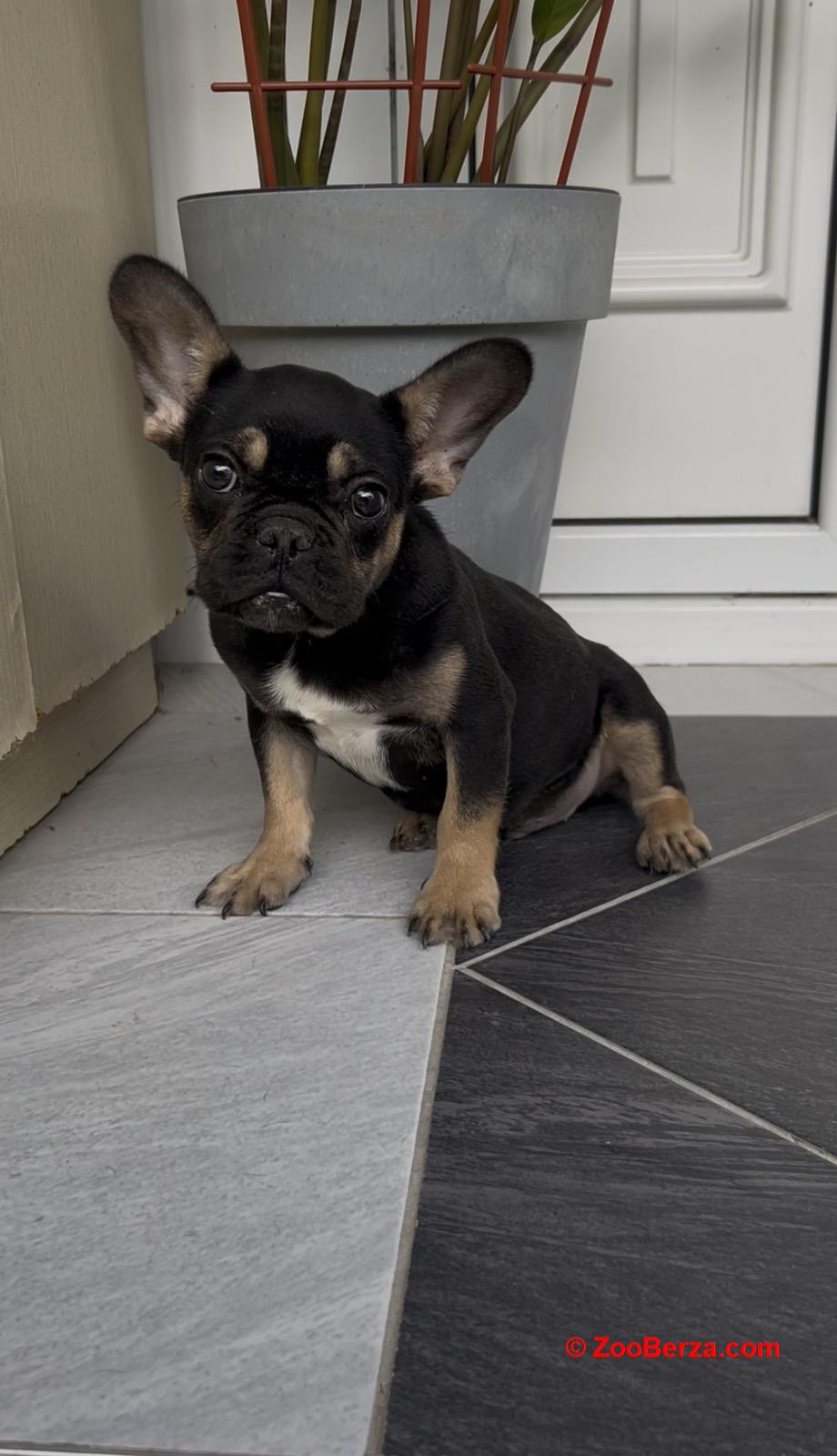 Francuski Buldog black & tan musko stene
