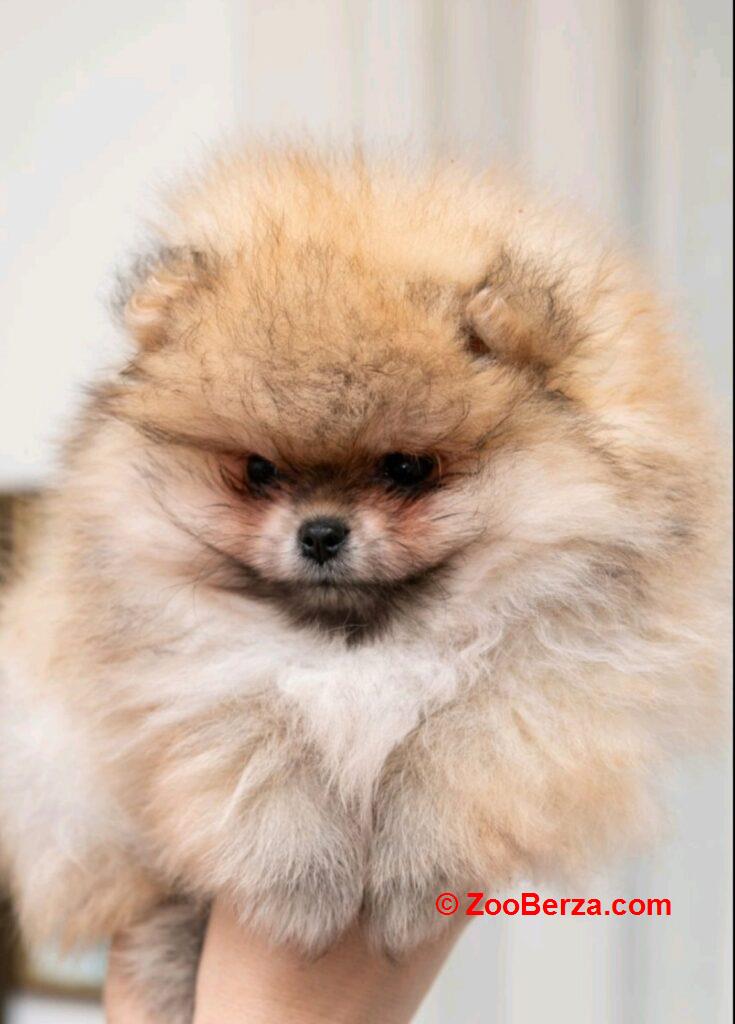 Pomeranac PRELEPI štenci