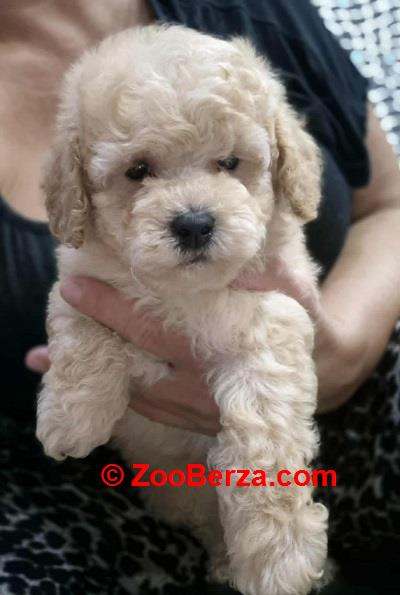Maltipoo štenci, prelepe bebe 