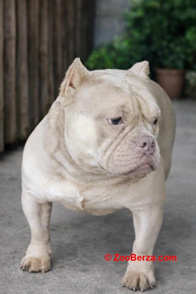 American Bully Ženka je stara 13 meseci, vrhunskog, izuzetnog porekla 