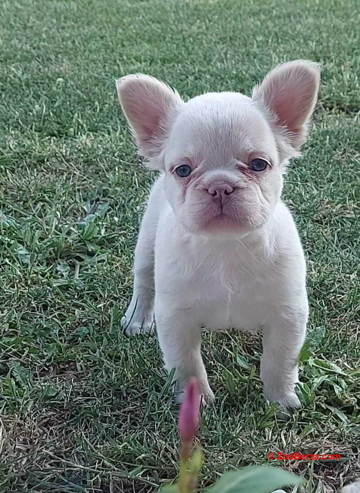 Francuski buldog štenci dugodlaki