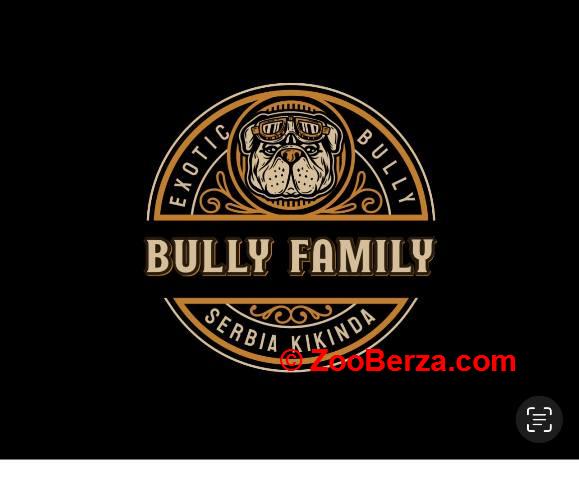 American bully exotic štenci