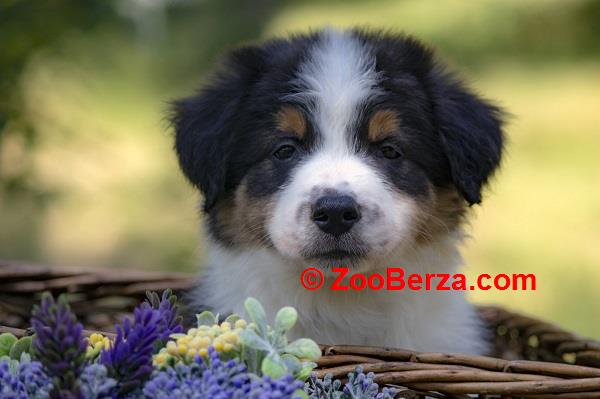 Border koli - Border collie, štenad 