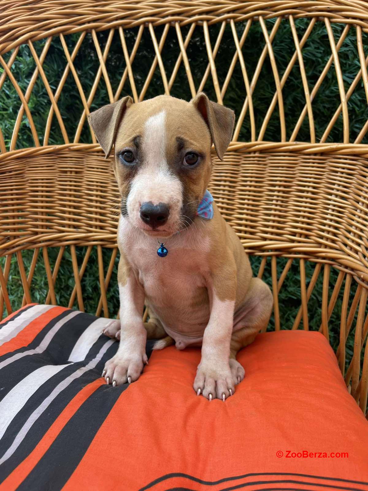 Pit Bull terijer prelepi stenci