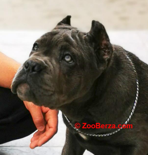 Cane Corso Kane Korso TOP KVALITET