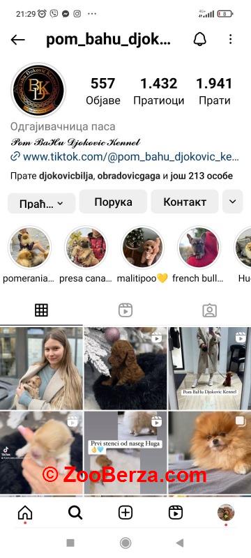 Odgaivacnica ekskluzivnih pomeranaca i pudli 