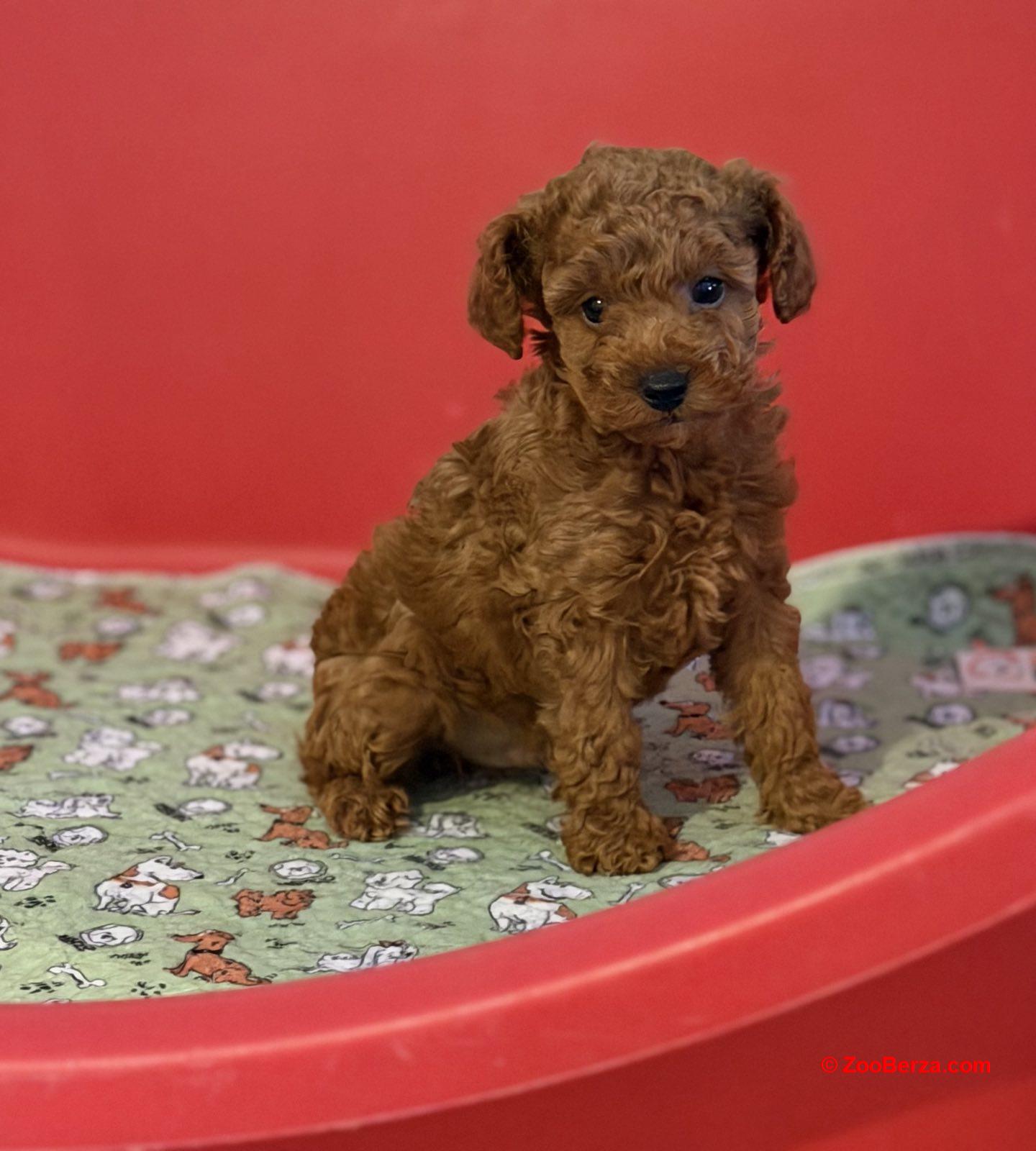 Toy Pudle na prodaju