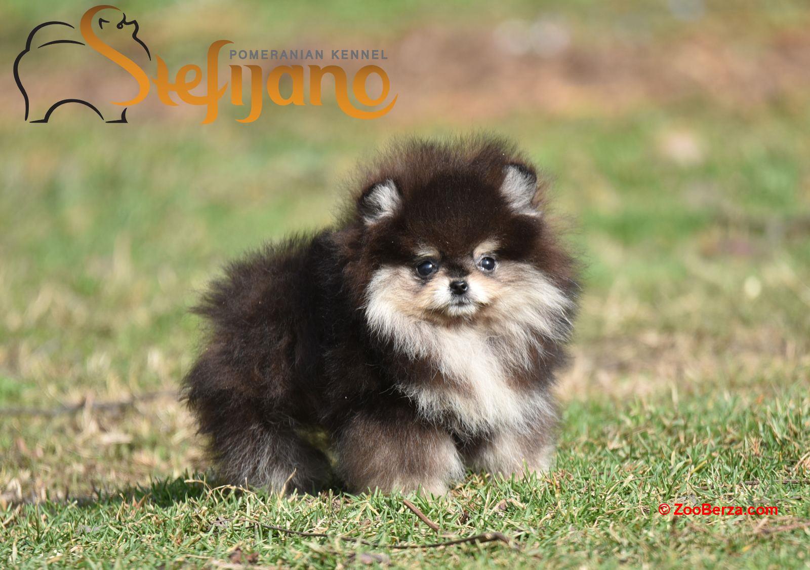 Pomeranac BOO prelepi štenci