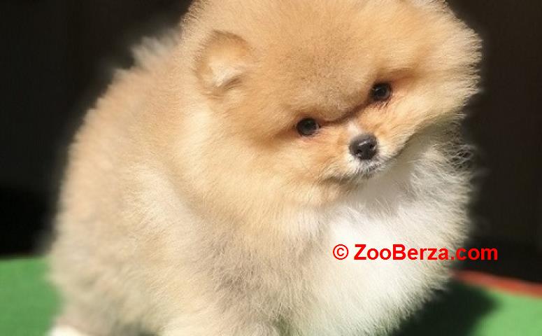 Pomeranac / Pomeranian / Boo štenci