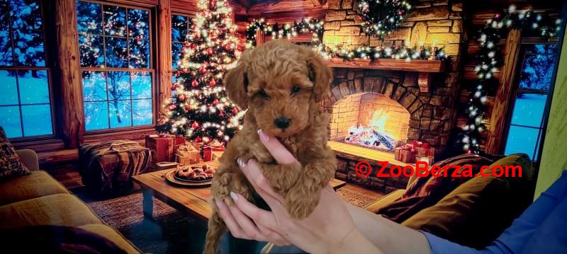 Patuljaste pudle stenci