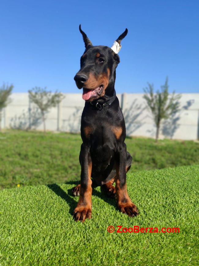 Doberman mužijaci