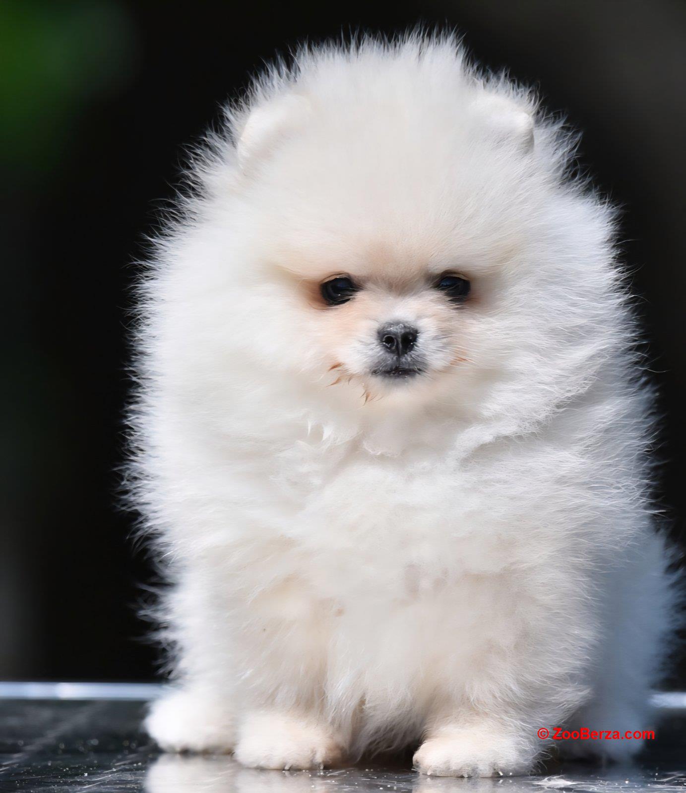 Pomeranac BOO prelepi štenci