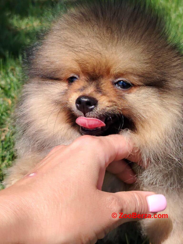 Pomeranac prelepi stenci