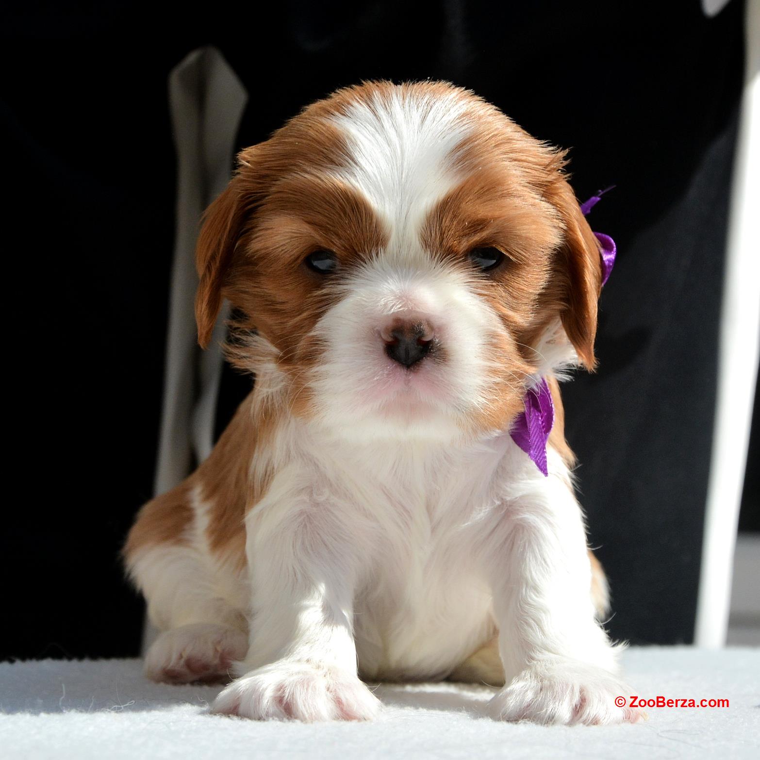 Cavalier King Charles Spaniel