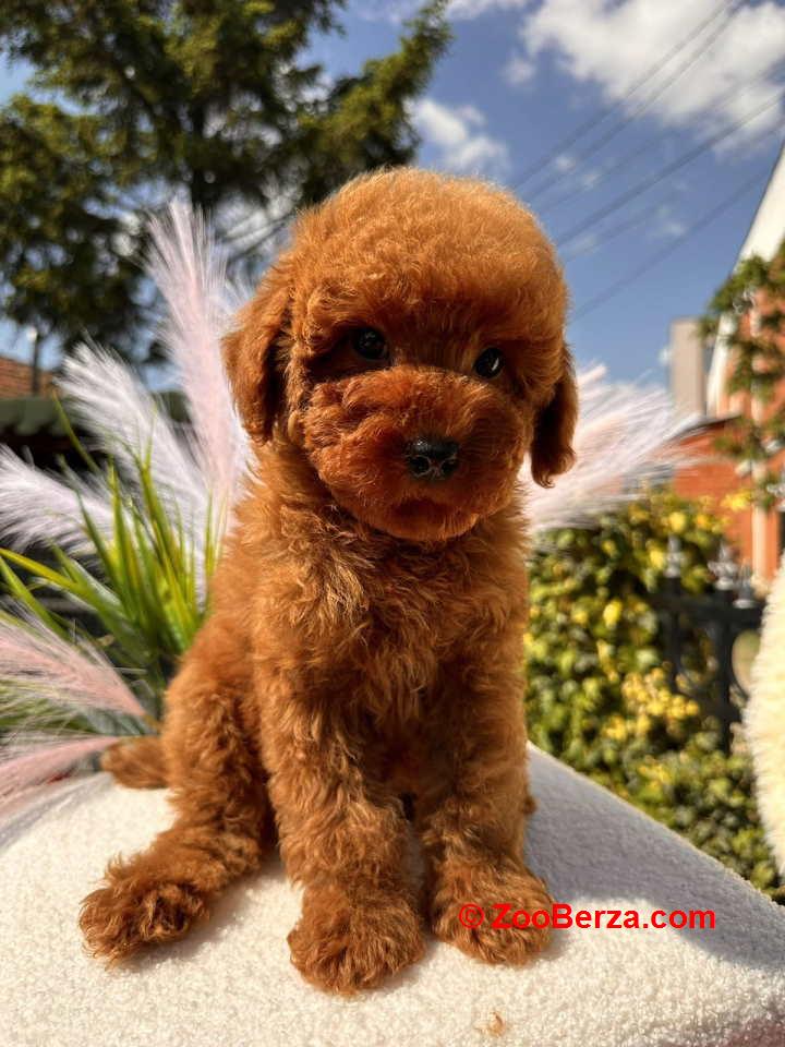 Crvene toy PUDLE 