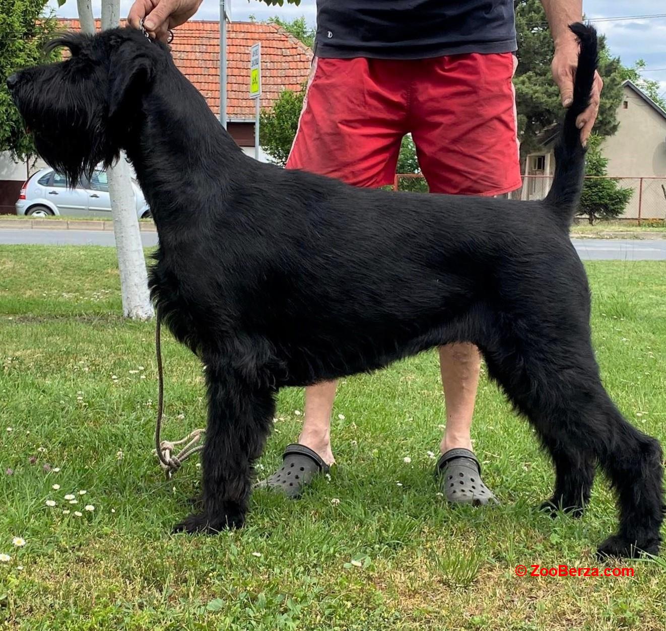 Veliki crni snaucer stenad