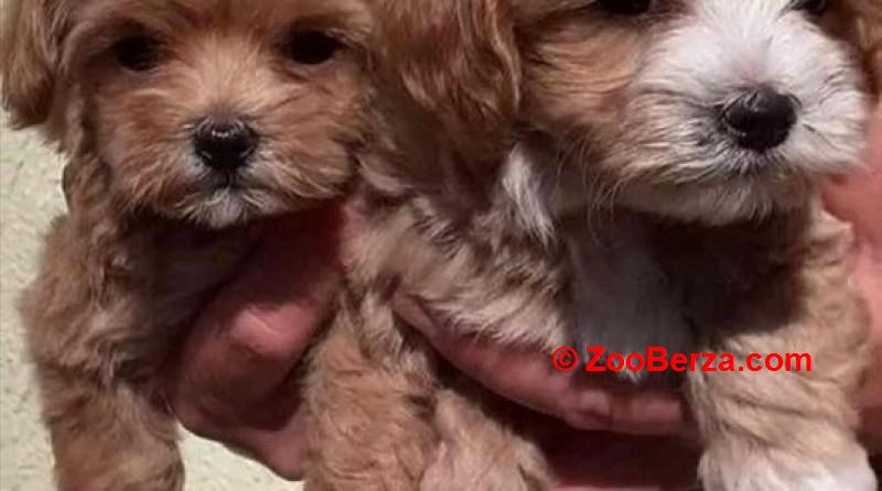 Maltipoo, muško štene