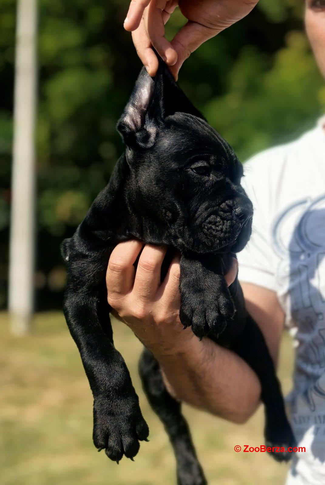 Cane Corso Kane Korso NOVO LEGLO