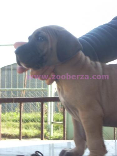 Dogo canario stene