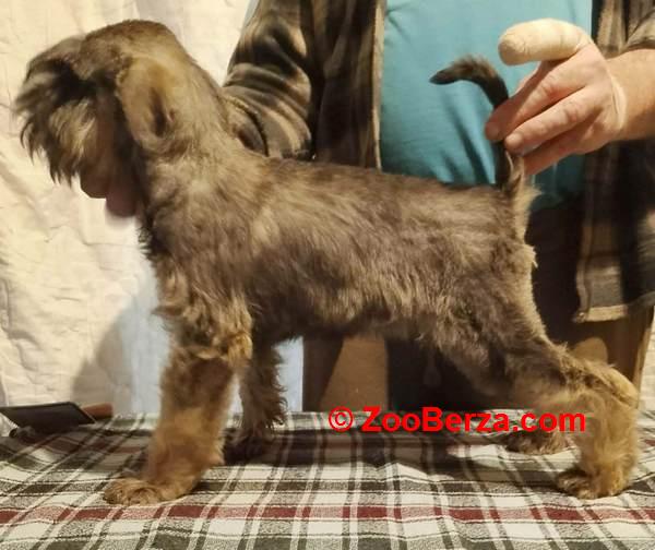 Štenci patuljastih šnaucera vrhunskih krvnih linija 