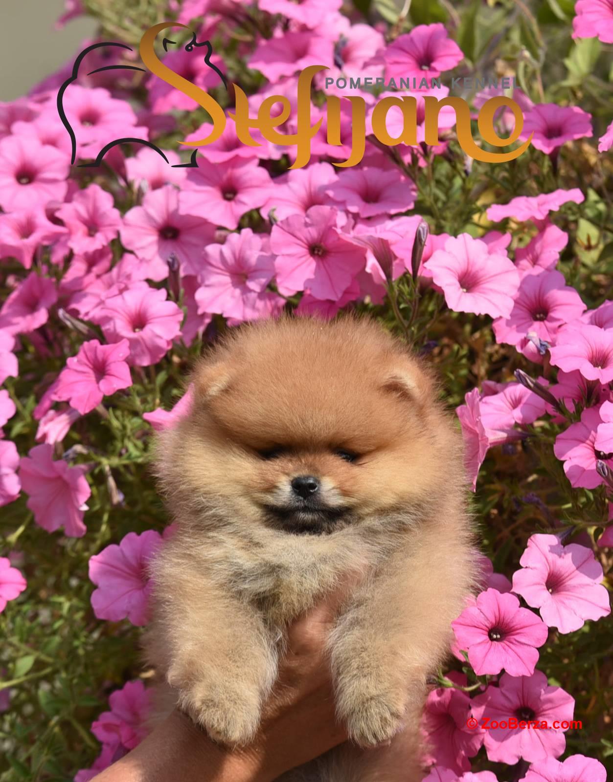 Pomeranac Boo štenci