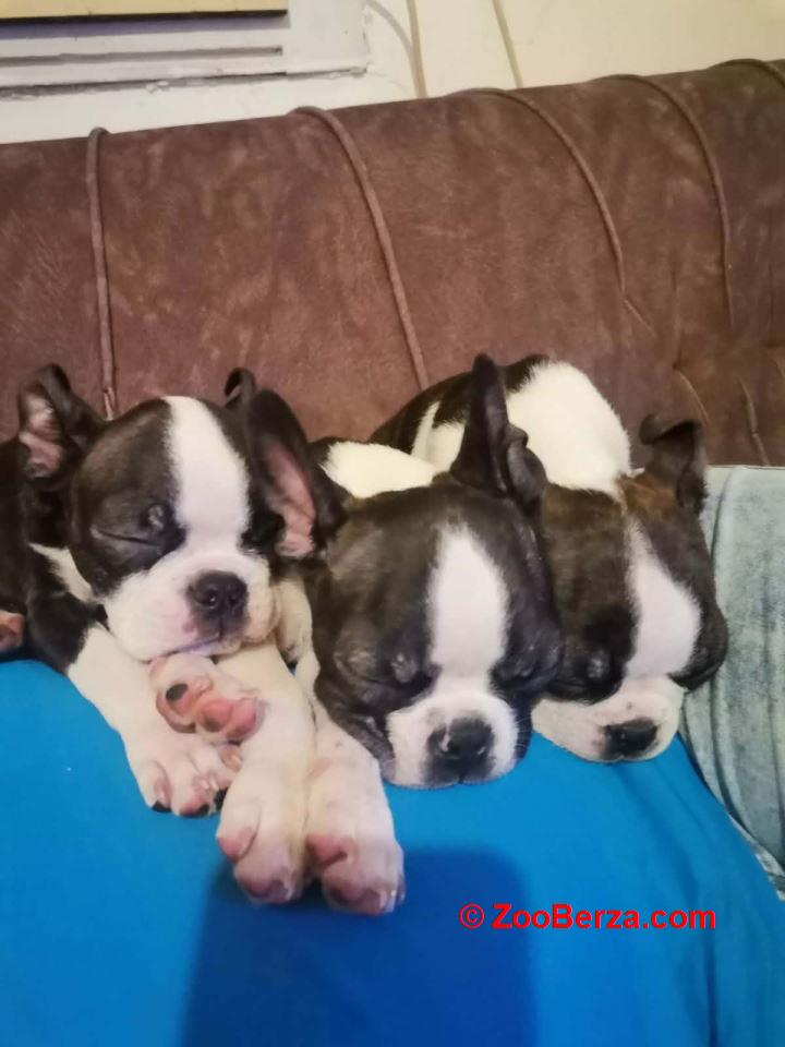 Boston terijer dve devojčice I tri dečaka 