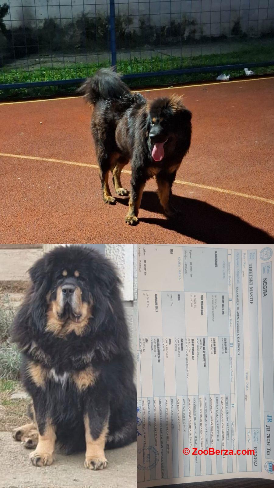 Prodaju se stenad Tibetanskog Mastifa sampionskog porijekla