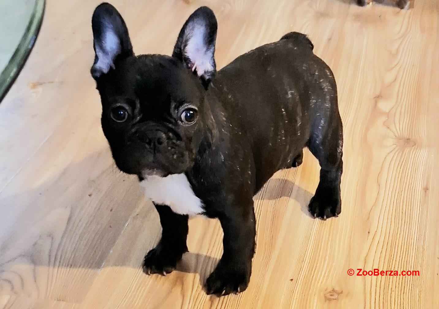 Francuski Buldog prelepi štenci