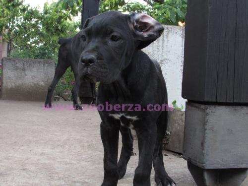 Cane Corso PRODAJA STENACA