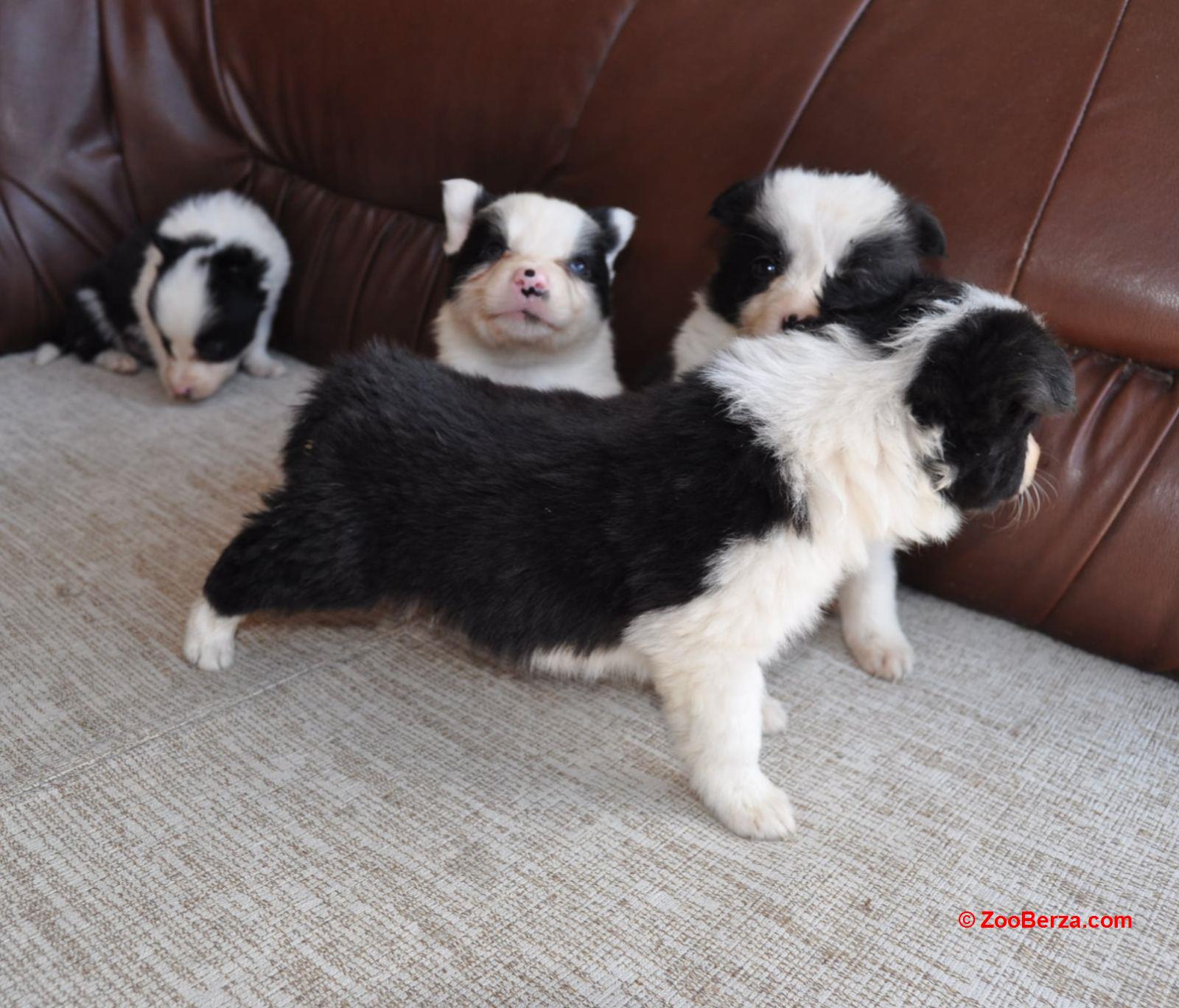 Border Collie štenci