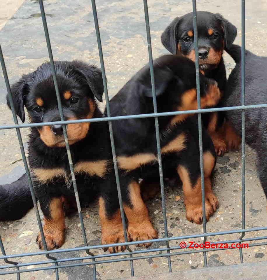 Prelepa štenad Rotvajlera, 2 meseca starosti 