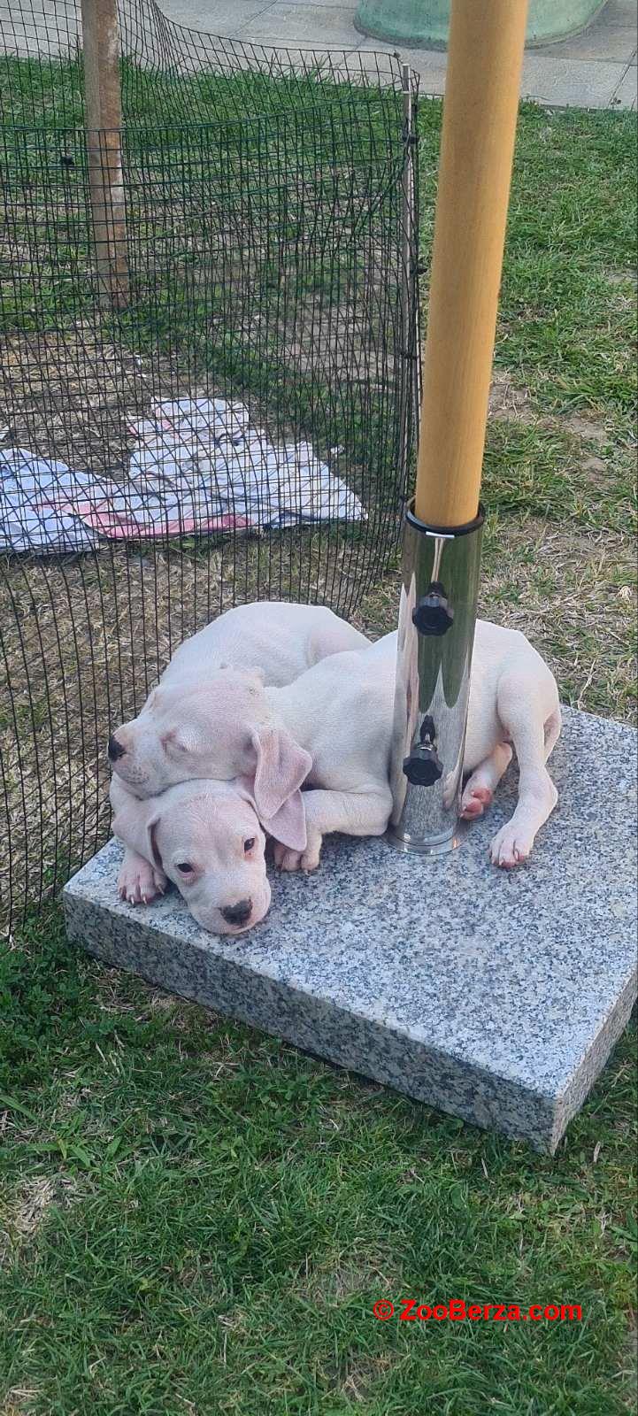 Dogo argentino prelepi štenci
