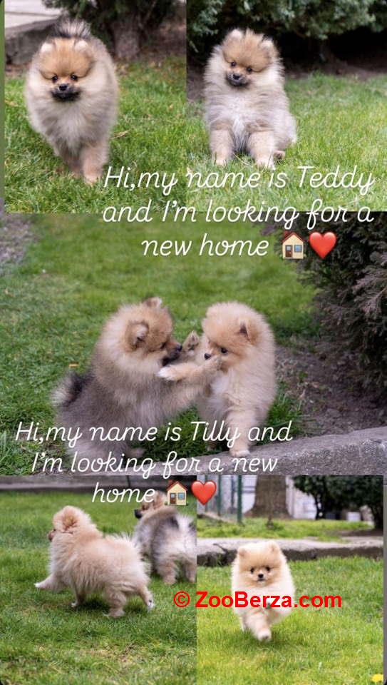 Štenci pomeranaca vrhunskog, šampionskog  porekla 