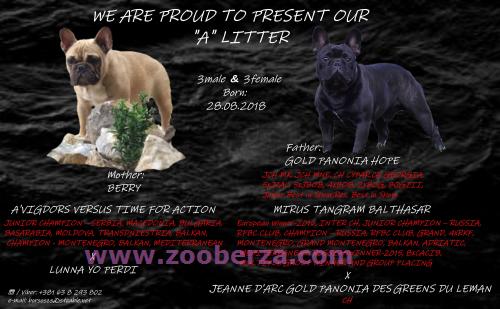 💜💜💜 3MALE & 3FEMALE ❤️❤️❤️👌💪 VRŠIMO REZERVACIJU - NOW AVAILABLE TO RESERVE!