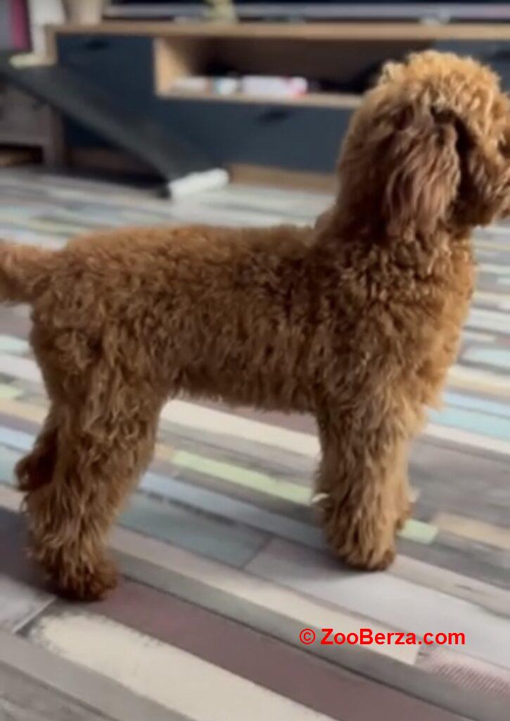 Toy Pudla kvalitetni štenci