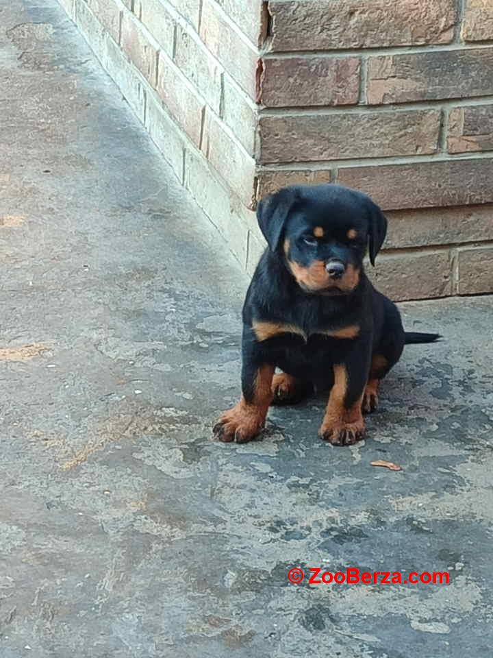 Prelepa štenad Rotvajlera, 2 meseca 