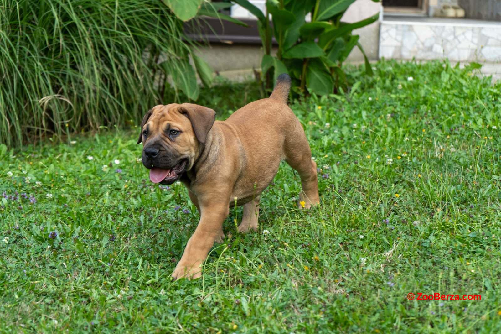 Južnoafrički mastif - Boerboel štenci