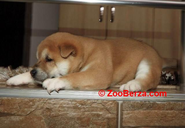 Shiba Inu, TOP štenci