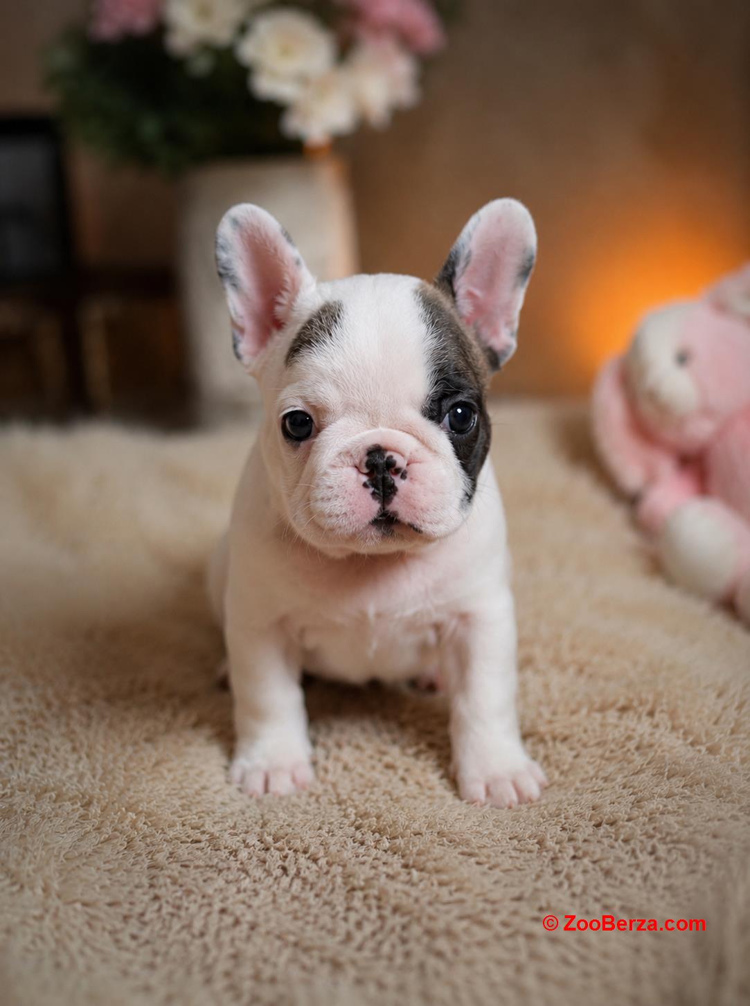 Prelepi francuski buldozi🥰