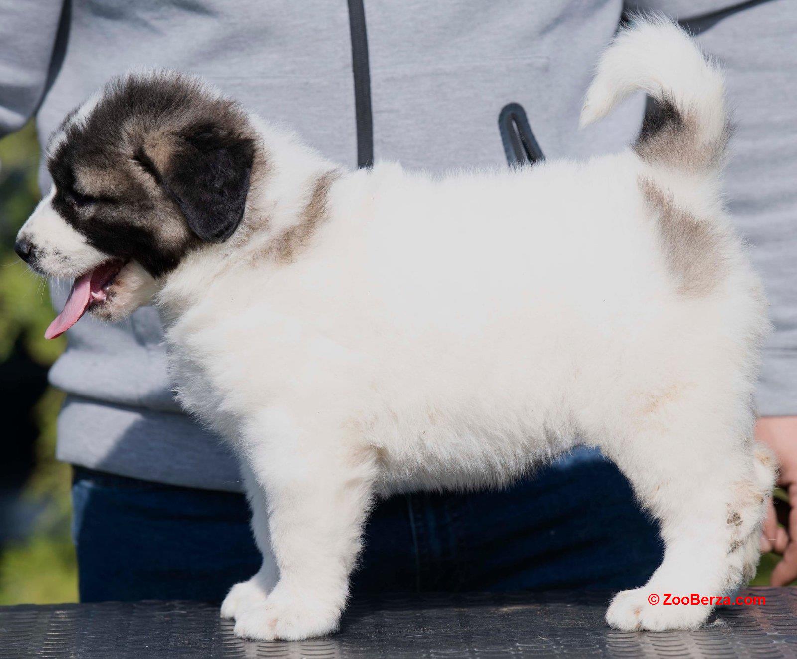 Kavkaski Ovčar štenci