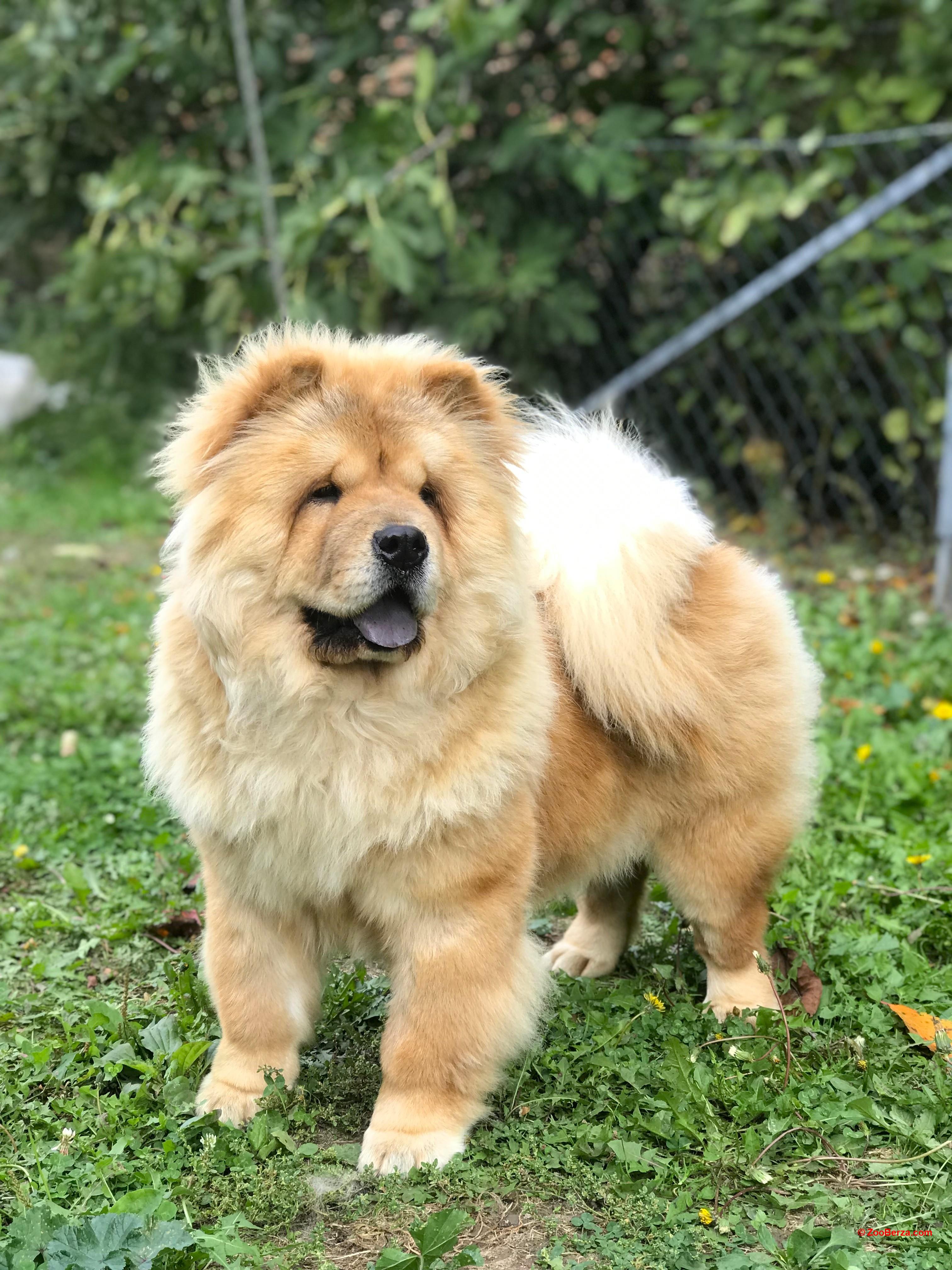 Čau Čau / Chow Chow ženka