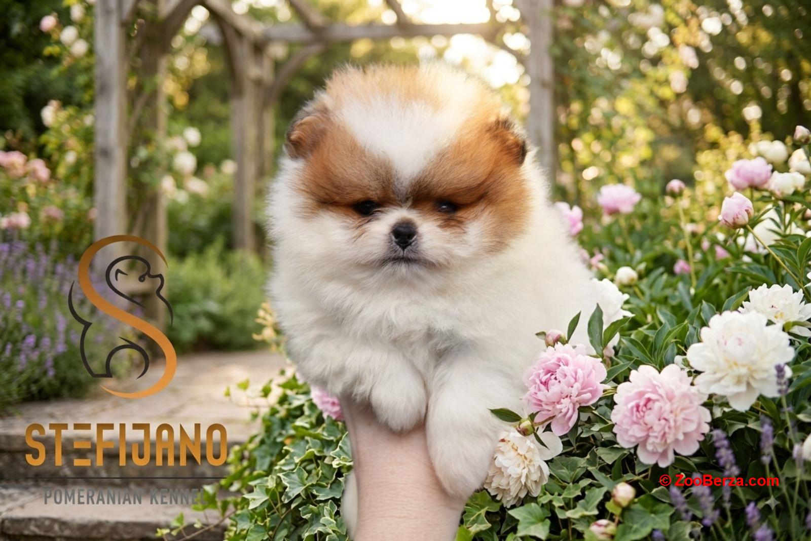 Pomeranac BOO medvedići, Pomeranski Špic štenci