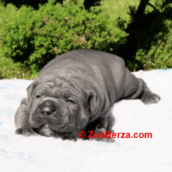 Cane Corso Kane Korso rezervacije