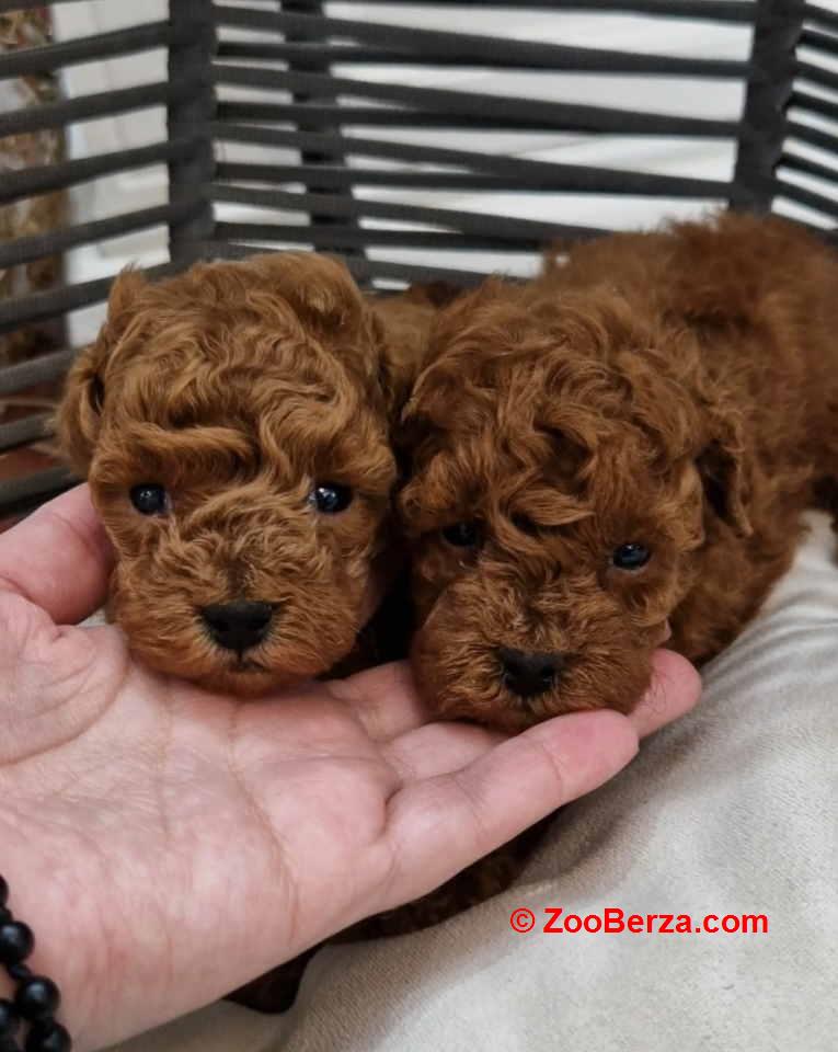 Registrovana odgajivacnica Hopy queen poodle  