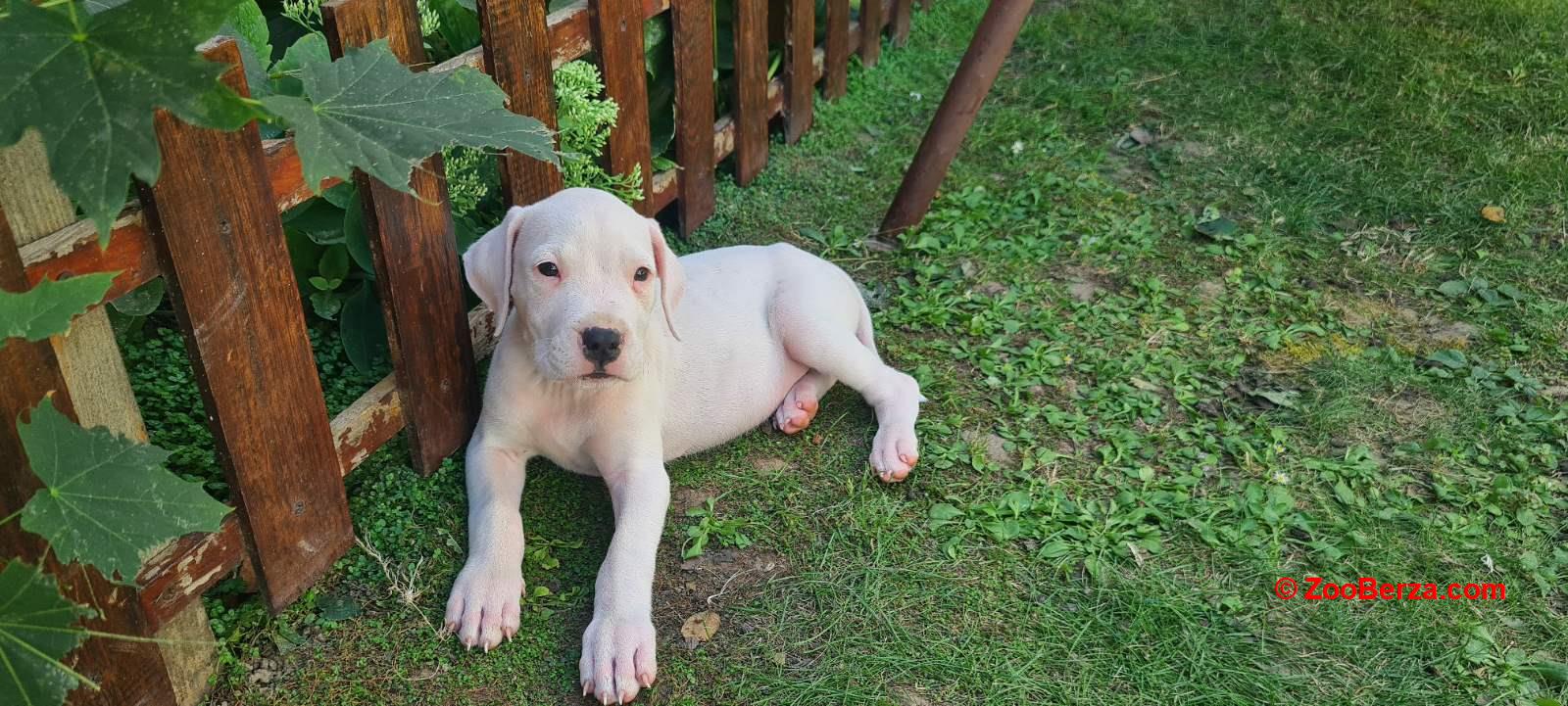 VRHUNSKI ŠTENCI DOGO ARGENTINO