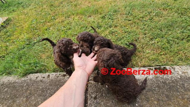 Lagotto Romagnolo štenci