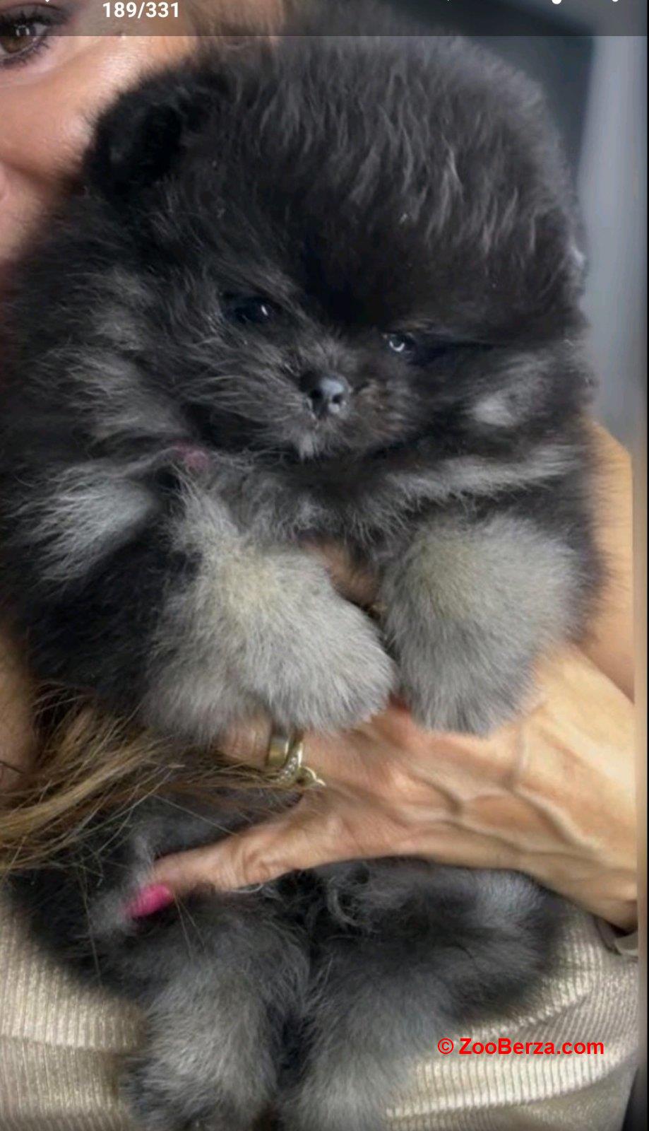 Pomeranac prelepi štenci