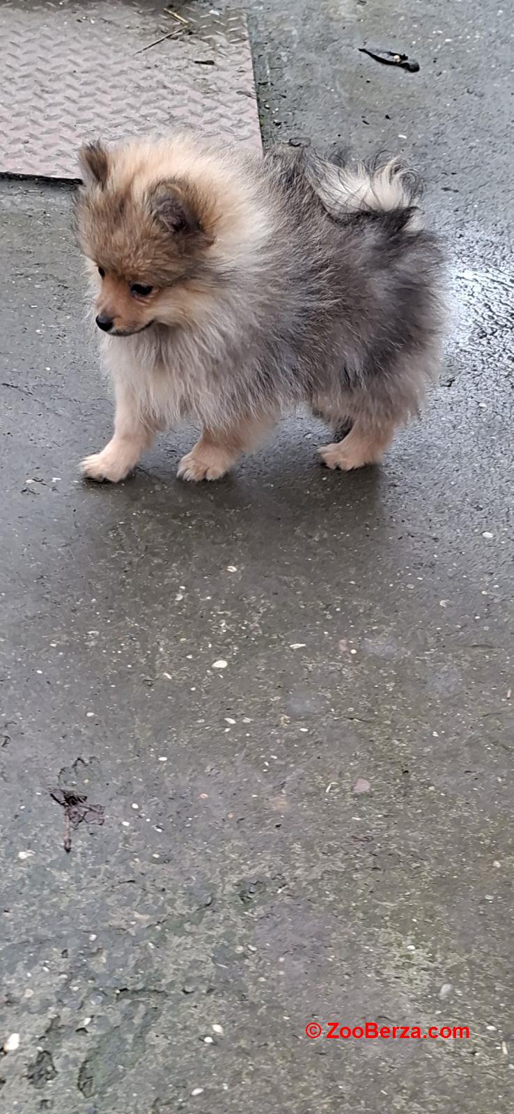 Stenci pomeranskog spica