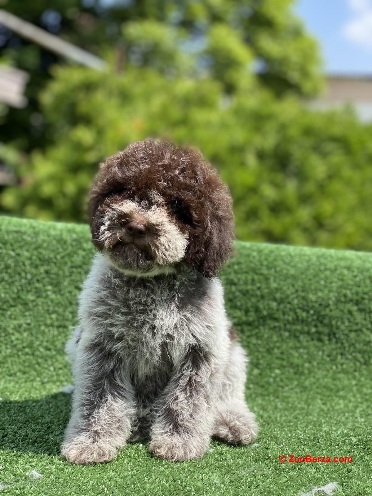 Lagoto Romanjolo štenci